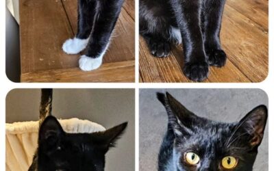 Grummel Henry Mucki Paco