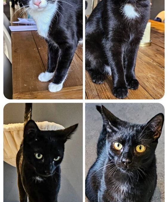 Grummel Henry Mucki Paco