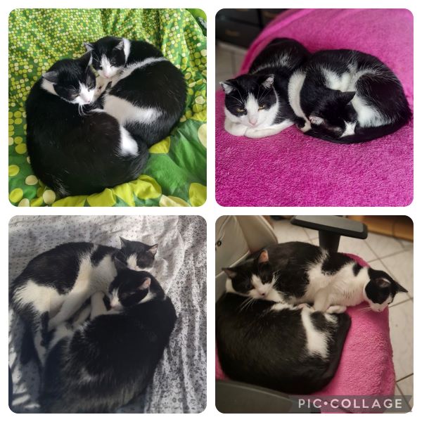 Joschi und Kittler