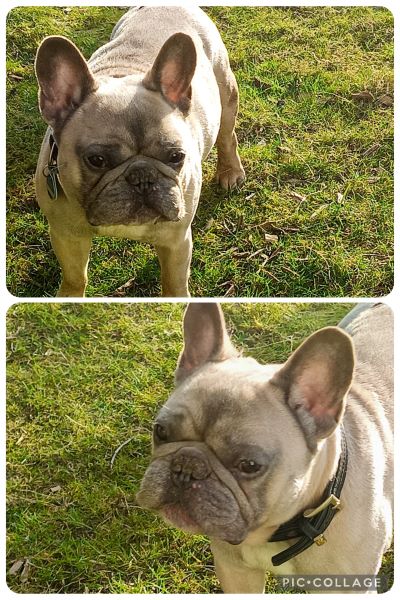 Buddy
