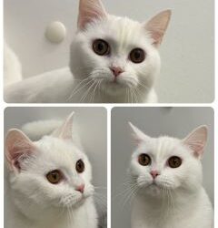 Lanula