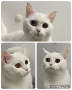 Lanula