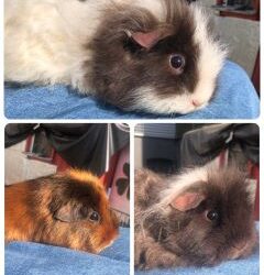 Meerschweinchen-Trio