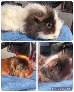 Meerschweinchen-Trio