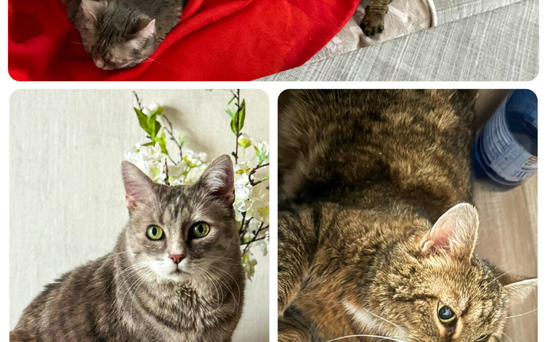 Lilly und Tiggy