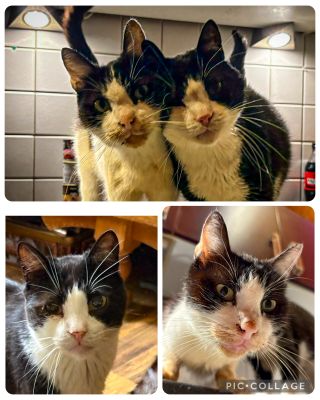 Tom und Mio