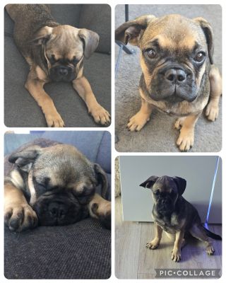 Mimi