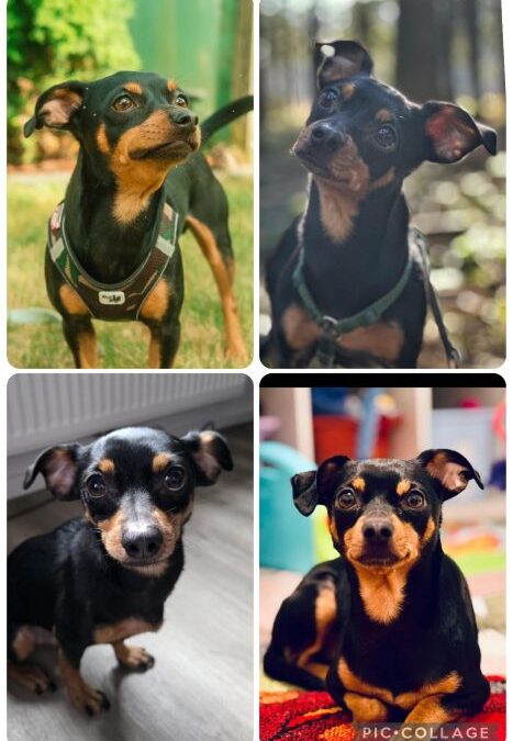 Zeus Vermittlungshilfe