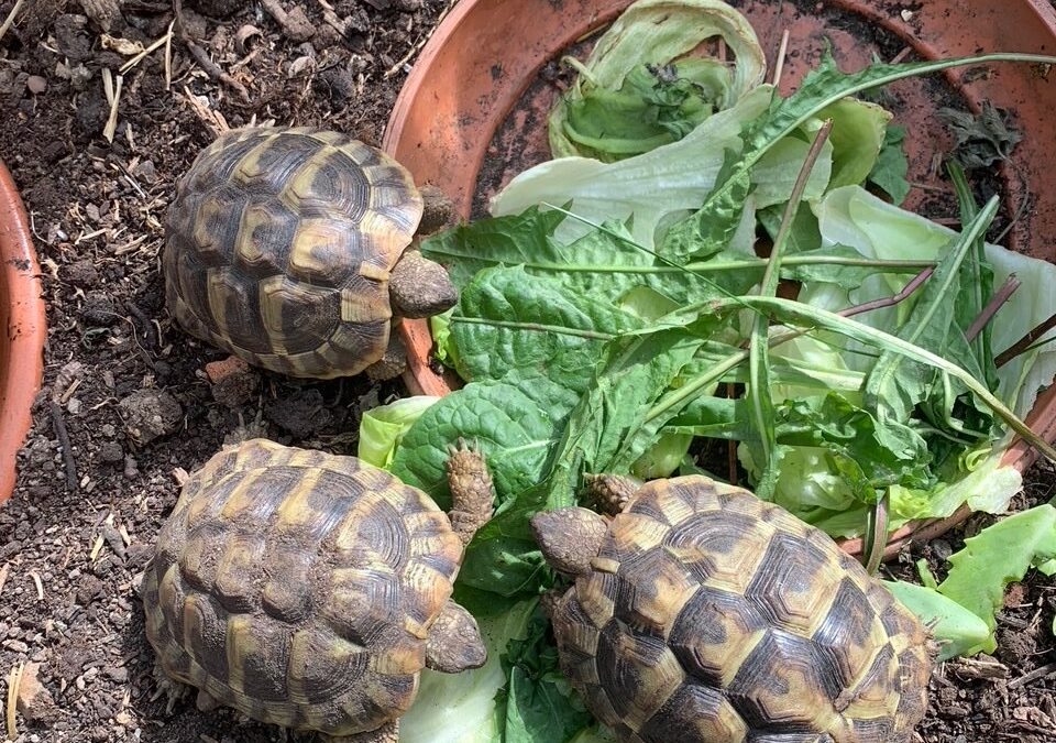 Griechische Landschildkröten Vermittlungshilfe