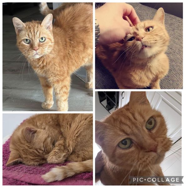 Garfield
