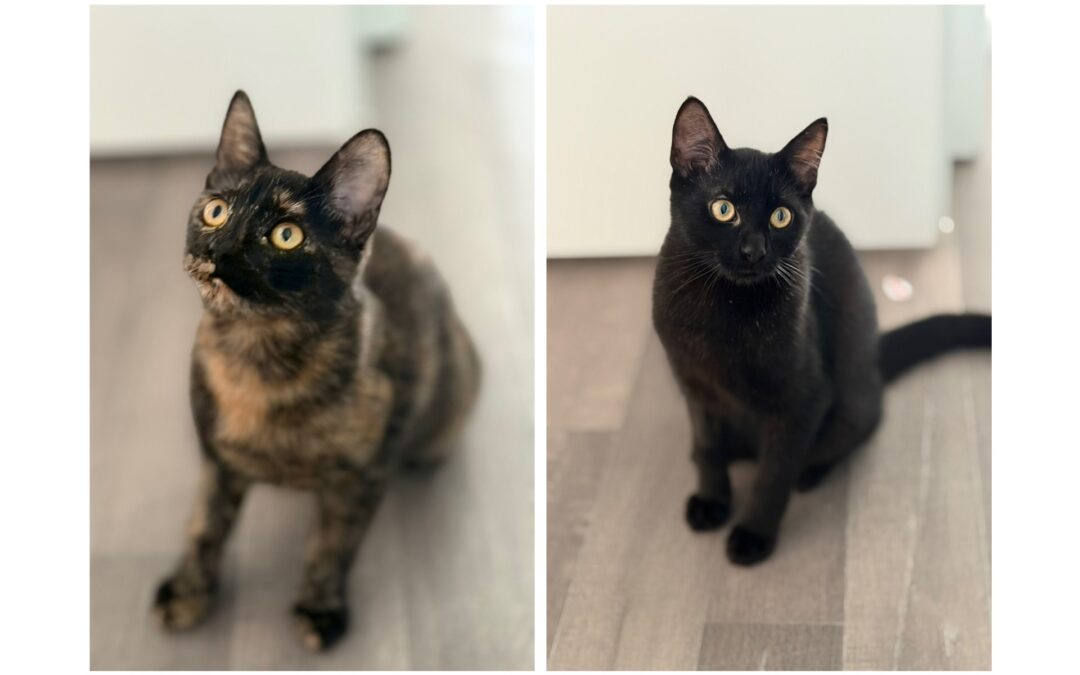 Nero und Merle